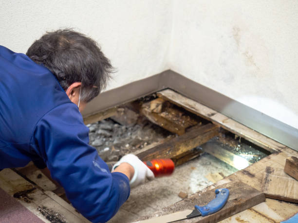 Trusted Hines, OR Mold Removal Experts