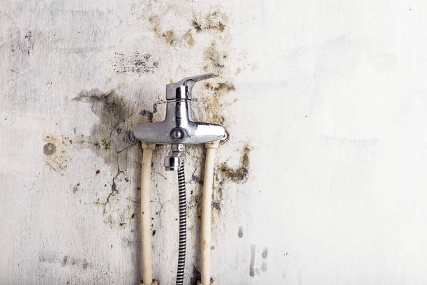 Best Professional Mold Removal  in Hines, OR