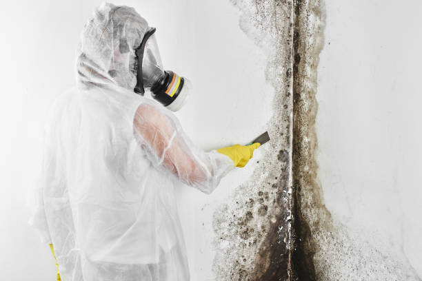 Best Attic Mold Removal  in Hines, OR