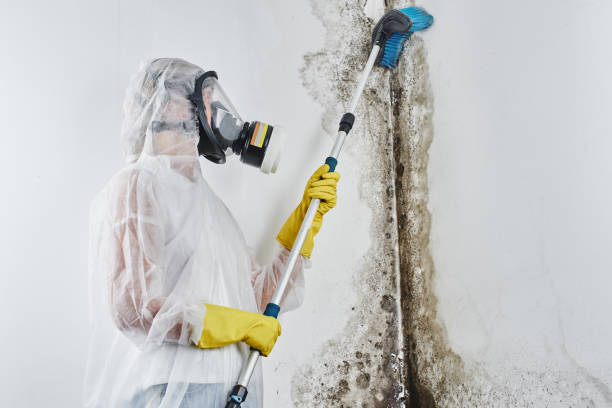 Best Residential Mold Removal  in Hines, OR