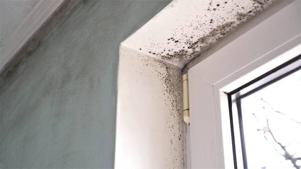 Best Mold Removal Company Near Me  in Hines, OR