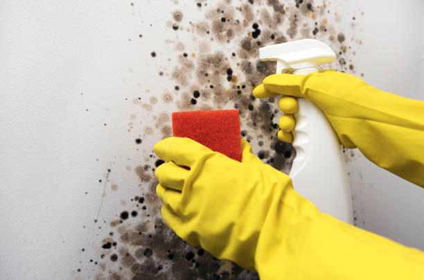 Best Mold Remediation Services  in Hines, OR