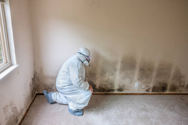 Best Toxic Mold Removal  in Hines, OR