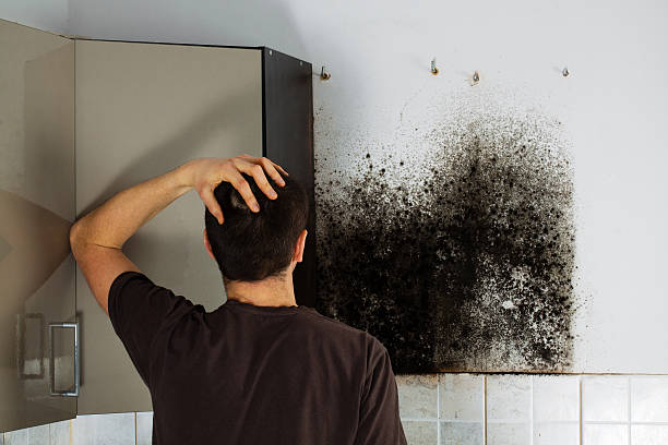 Best Office Mold Removal Services  in Hines, OR
