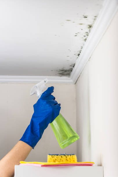 Best Local Mold Removal Service  in Hines, OR