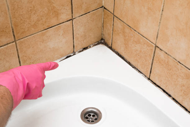 Best Mold Removal Process  in Hines, OR